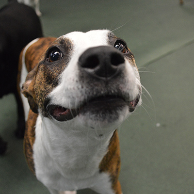 DogSpot_0474_sq