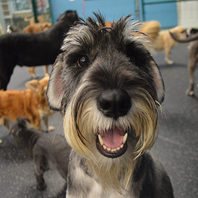 Dog Hotel & Doggie Day camp in Oceanside, CA | DogSpot Dog Hotel & Doggie Day camp in Oceanside, CA | DogSpot