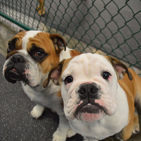 two white and brown pups sit next to an indoor fence