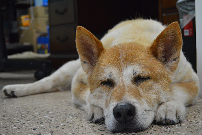 older white and blonde dog sleeping