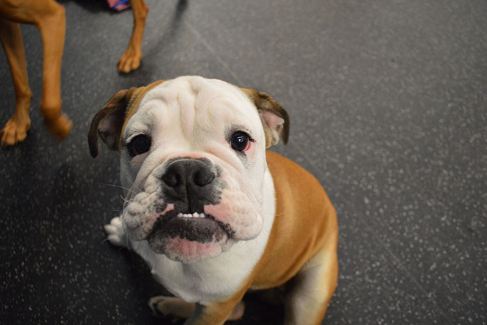 bulldog puppy sitting