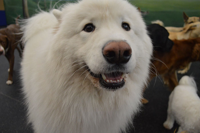 larger white dog
