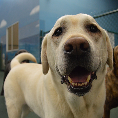 DogSpot_DSC_2056_sq