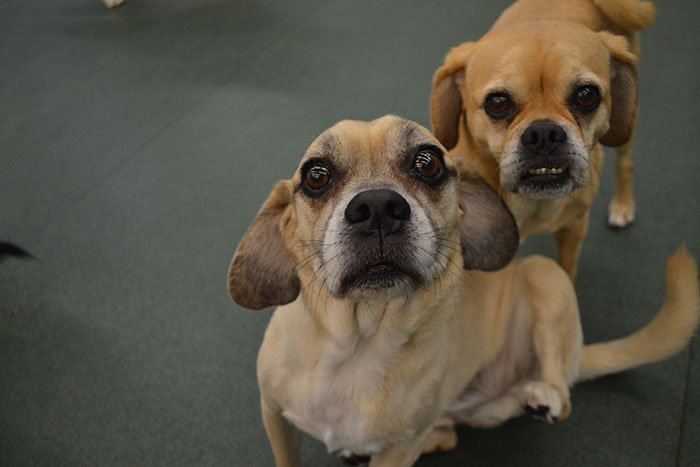 two blonde dogs