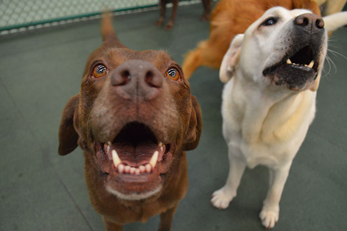 two playful labs